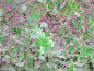 Preview: bunter Wasserfenchel - Oenanthe fistulosa 'Flamingo'